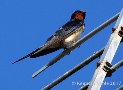 barn swallow (Hirundo rustica) Kenneth Noble